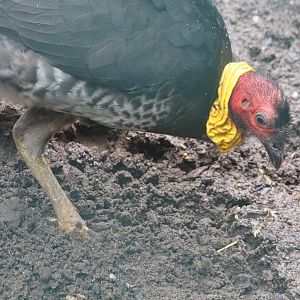 Australian brush turkey (Alectura lathami), 2024-05-22