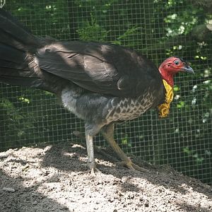 Australian brush turkey (Alectura lathami), 2024-05-23