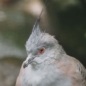 Crested pigeon (Ocyphaps lophotes), 2024-05-22
