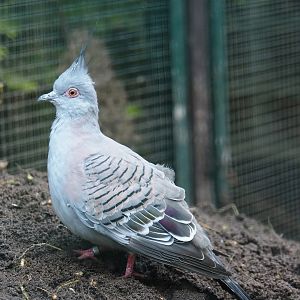 Crested pigeon (Ocyphaps lophotes), 2024-05-23