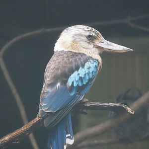 Blue-winged kookaburra (Dacelo leachii), 2024-05-22