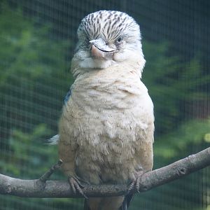 Blue-winged kookaburra (Dacelo leachii), 2024-05-23
