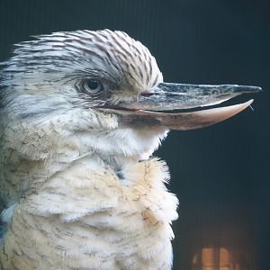 Blue-winged kookaburra (Dacelo leachii), 2024-05-23