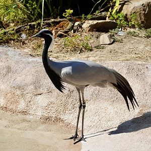 Demoiselle Crane