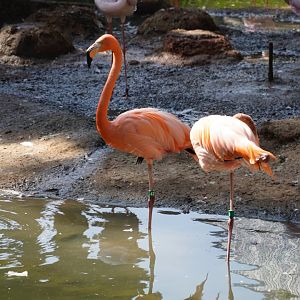 American Flamingo