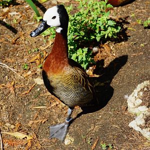 White-Faced Whistling Duck