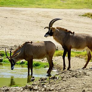 Roan Antelope