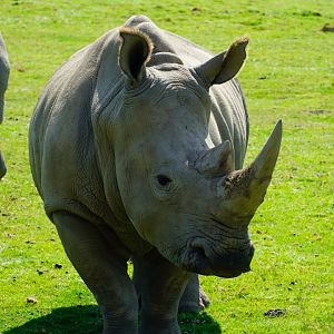Southern White Rhinoceros