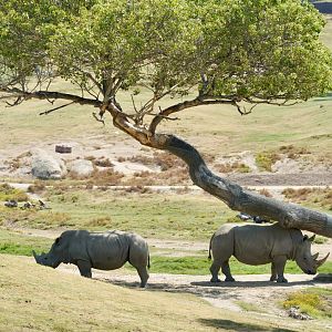 Southern White Rhinoceros