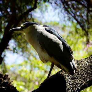 Black-Crowned Night Heron