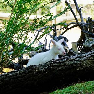 Albino Bennett’s Wallaby