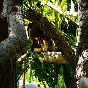 Matschie’s Tree-Kangaroo