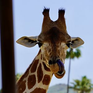 Giraffe