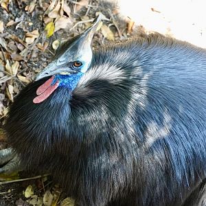 Southern Cassowary