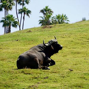 Cape Buffalo