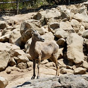 Bighorn Sheep