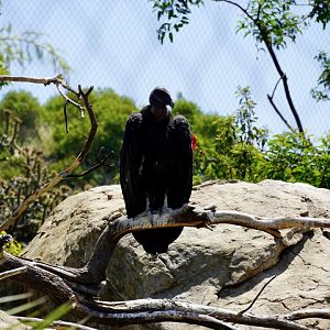 California Condor