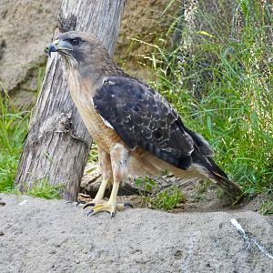 Red-Tailed Hawk