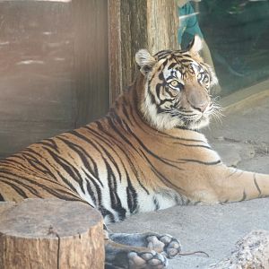 Sumatran Tiger