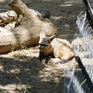 Bat-Eared Fox