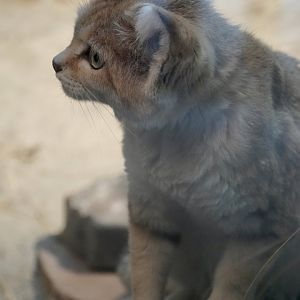 Sand Cat