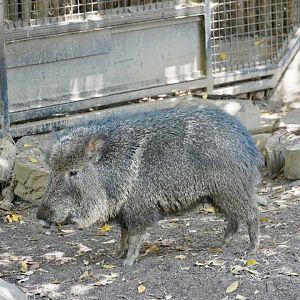 Chacoan Peccary