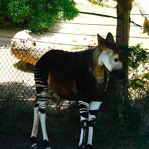 Okapi