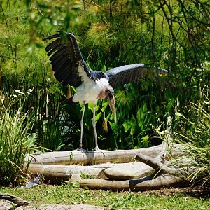 Marabou Stork