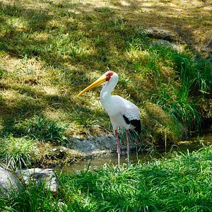 Yellow-Billed Stork