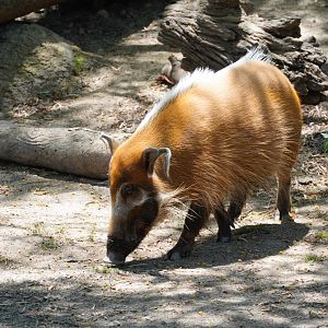 Red River Hog