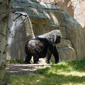 Western Lowland Gorilla