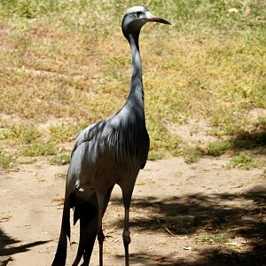 Blue Crane