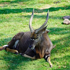 Nyala