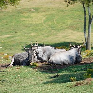 Blue Wildebeest