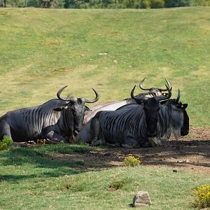 Blue Wildebeest