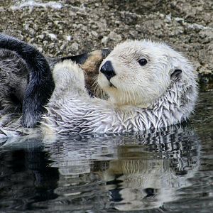 Southern Sea Otter (Enhydra lutris nereis) "Quint"