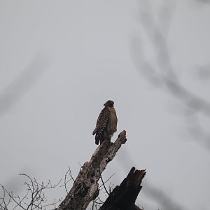 Red-Shouldered Hawk