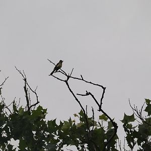 Great Crested Flycatcher