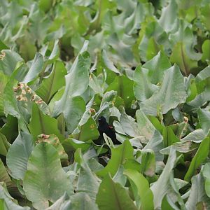 Red-Winged Blackbird