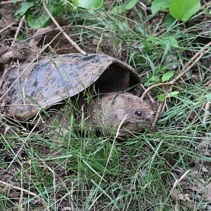 Common Snapping Turtle