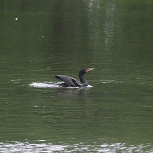 Double-Crested Cormorant