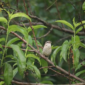 Carolina Wren