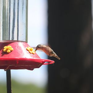 Ruby-Throated Hummingbird