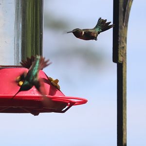 Ruby-Throated Hummingbirds