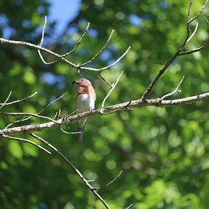 Eastern Bluebird
