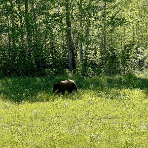 American Black Bear - British Columbia