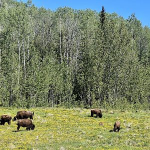 Wood Bison - British Columbia
