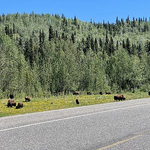 Wood Bison - British Columbia