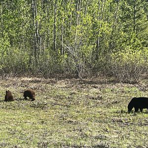 American Black Bear - British Columbia