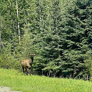Elk - British Columbia